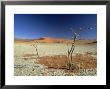 Dead Acacia Tree And Cracked Mud, Sossusvlei, Namibia by Tim Jackson Limited Edition Print