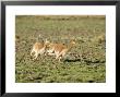 Vicuna, Males In High Speed Chase, Peruvian Andes by Mark Jones Limited Edition Print