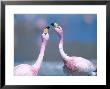 Jamess Flamingo, Males Squabbling, Bolivia by Mark Jones Limited Edition Pricing Art Print