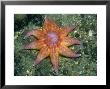 Northern Or Purple Sunstar, West Coast, Scotland by Paul Kay Limited Edition Print