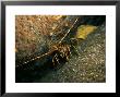 Crawfish, County Kerry, Ireland by Paul Kay Limited Edition Print