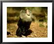 Lion-Tailed Macaque, Macaca Silenus, Endangered, India by Brian Kenney Limited Edition Print