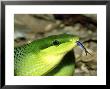 Red-Tailed Green Rat Snake, Smelling The Air By Flicking Out Tongue by Brian Kenney Limited Edition Pricing Art Print