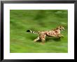 Cheetahacinonyx Jubatusrunningafrica by Brian Kenney Limited Edition Print