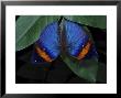 Indian Leaf Butterfly by Brian Kenney Limited Edition Print