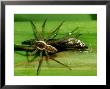 6-Spotted Fishing Spider, Carrying Prey, Florida by Brian Kenney Limited Edition Print
