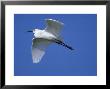 Snowy Egret, Flight, Florida by Brian Kenney Limited Edition Print