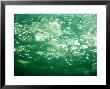 Dinoflagellates, New Mexico by Ralph A. Lewin Limited Edition Print