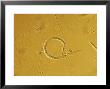Nematode Trapping Fungus by London Scientific Films Limited Edition Print