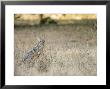 Indian Jackal Sitting In Long Grass, Madhya Pradesh, India by Elliott Neep Limited Edition Print