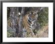 Bengal Tiger, Young Male Approaching From Around A Small Tree, Madhya Pradesh, India by Elliott Neep Limited Edition Print