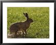 Brown Hare, Backlit Brown Hare In Green Grass, Lancashire, Uk by Elliott Neep Limited Edition Print