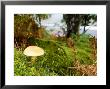 Wood Mushroom, Isle Of Mull, Scotland by Elliott Neep Limited Edition Print