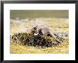 European Otter, Female Eating A Crab On A Seaweed Covered Rock, Scotland by Elliott Neep Limited Edition Print
