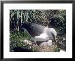 Grey Headed Albatross, Feeding Chick, South Georgia by Ben Osborne Limited Edition Pricing Art Print