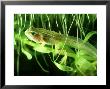 Common Frog, Froglet/Tadpole by Oxford Scientific Limited Edition Pricing Art Print