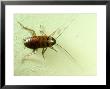 American Cockroach, Nymph by Oxford Scientific Limited Edition Pricing Art Print