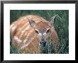 Situtunga, Tragelaphus Spekei by Oxford Scientific Limited Edition Print