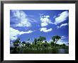 Riparian Forest, Tuparro, Colombia by Oxford Scientific Limited Edition Print