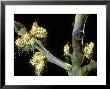 Ash, Male Flowers Shedding Pollen, Mid-Wales by Richard Packwood Limited Edition Print