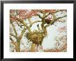 Jabiru Stork At Nest, Brazil by Richard Packwood Limited Edition Pricing Art Print
