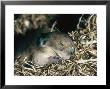 Pika, Baby In Nest, Usa by Mary Plage Limited Edition Print