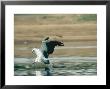 White-Bellied Sea Eagle, Gal Oya National Park, Sri Lanka by Mary Plage Limited Edition Print