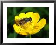Hoverfly, Adult Female Feeding On Flower, Cumbria, Uk by Keith Porter Limited Edition Print