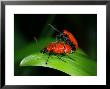 Lily Beetles, Matingpair, Cambridgeshire, Uk by Keith Porter Limited Edition Print