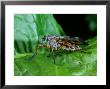 Downlooker Snipe Fly, Adult Perching, Cumbria, Uk by Keith Porter Limited Edition Print
