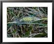 Six-Spot Burnet Moth, Caterpillar Pupating Inside Silken Cocoon, Cumbria, Uk by Keith Porter Limited Edition Print