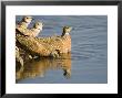 Burchells Sand Grouse, Females In Water, Bots by Mike Powles Limited Edition Pricing Art Print