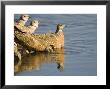 Burchells Sand Grouse, Females In Water, Bots by Mike Powles Limited Edition Print