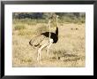 Ostrich, Male And Female With Chicks, Kenya by Mike Powles Limited Edition Pricing Art Print