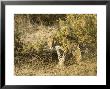 Leopard, Young Female Stalking, Kenya by Mike Powles Limited Edition Print