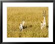 Thomsons Gazelle, Female With Youngster, Kenya by Mike Powles Limited Edition Print