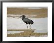 Black Heron, Adult Wading, Tanzania by Mike Powles Limited Edition Print