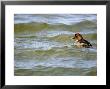 Goldeneye Duck, Scotland by Keith Ringland Limited Edition Print