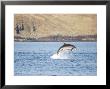 Bottlenose Dolphin, Breaching Near Coast, Scotland by Keith Ringland Limited Edition Print
