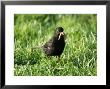 Blackbird, With Newly Caught Earthworm, Scotland by Keith Ringland Limited Edition Print