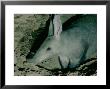 Aardvark, Digging Inside A Termite Mound, Kenya by Alan Root Limited Edition Print