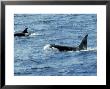 Antarctic Orca, Antarctic Peninsula by Rick Price Limited Edition Pricing Art Print