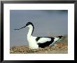 Avocet, Spain by Carlos Sanchez Alonso Limited Edition Pricing Art Print