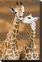 Giraffe First Love by Ron D'raine Limited Edition Print