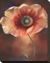 Poppy I by Louise Montillio Limited Edition Print