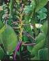 Heliconia by Pamela Jablonski Limited Edition Print