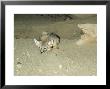 San Joaquin Kit Fox, Endangered Species, Usa by Frank Schneidermeyer Limited Edition Pricing Art Print