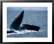 Humpback Whales, Group Feeding, Ak, Usa by Gerard Soury Limited Edition Print