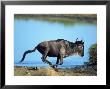 Wildebeest, Connochaetes Taurinus, Tanzania by Robert Franz Limited Edition Pricing Art Print