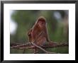 Red Langur, Javan Leaf Monkey by Robert Franz Limited Edition Pricing Art Print